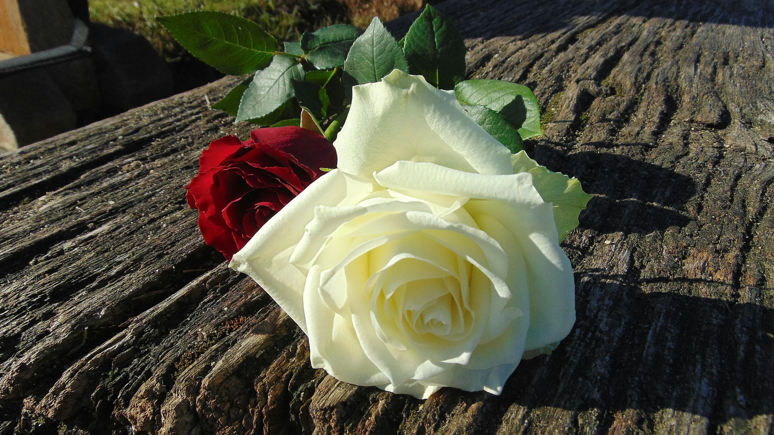 Glitter Roses